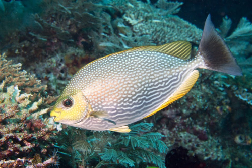 Rabbitfish