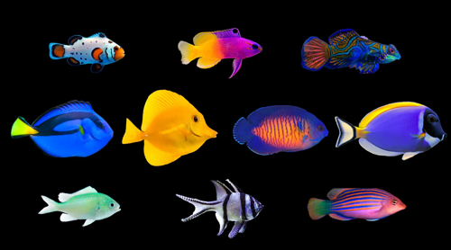 Reef Fish