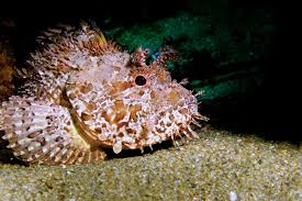 Scorpionfish