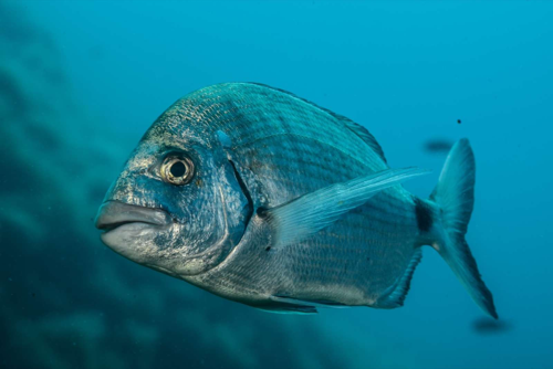 Seabream