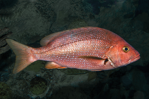 Snapper