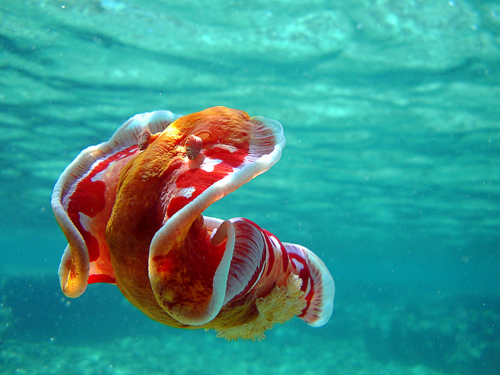 Spanish Dancer