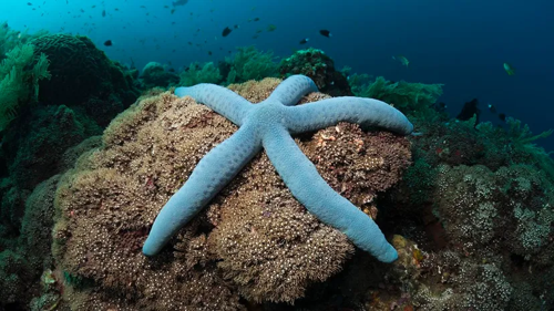 Starfish