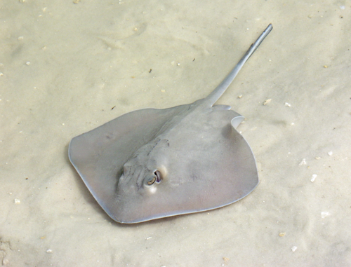 Stingray