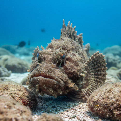 Stonefish