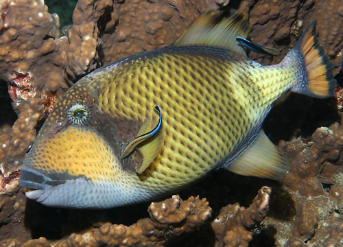 Triggerfish