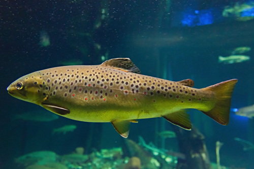 Trout