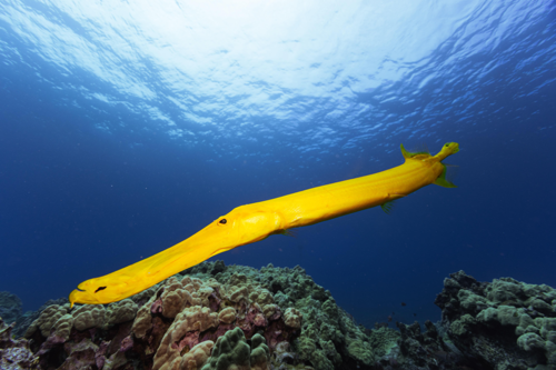 Trumpetfish