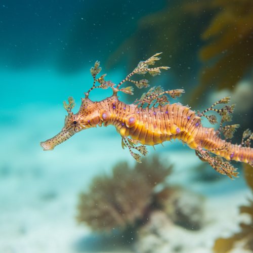 Weedy Seadragon