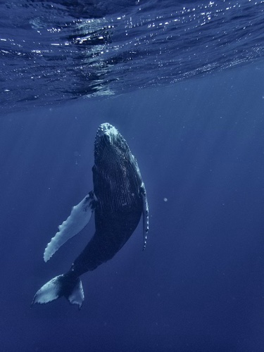 Whale