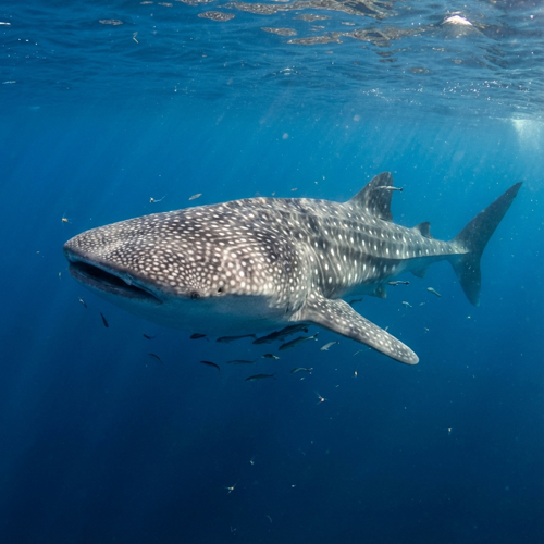 Whale Shark
