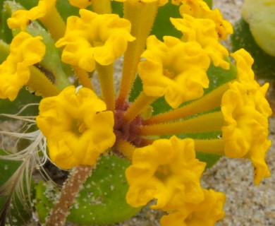 Abronia latifolia