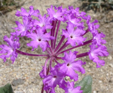 Abronia villosa