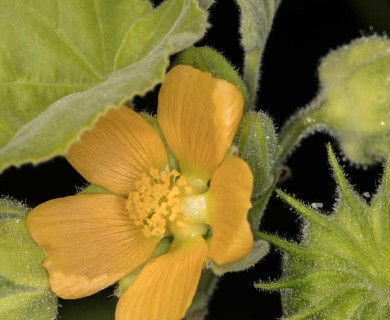 Abutilon theophrasti