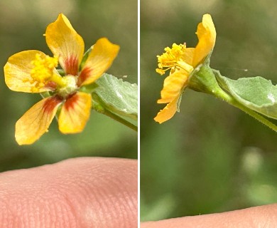 Abutilon trisulcatum