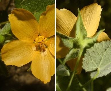 Abutilon wrightii