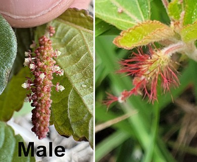 Acalypha arvensis