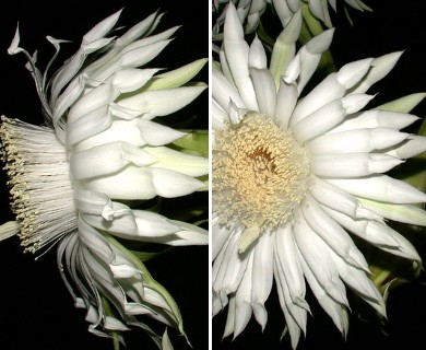 Acanthocereus tetragonus