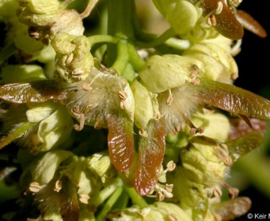 Acer macrophyllum