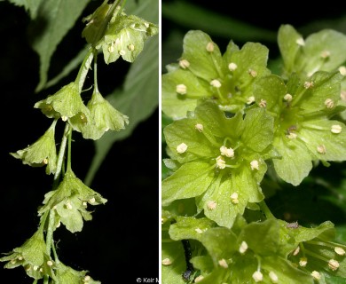 Acer pensylvanicum