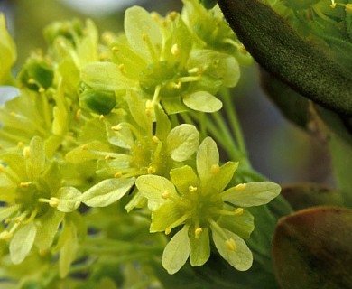 Acer platanoides