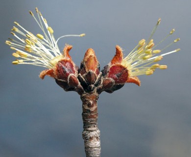 Acer saccharinum