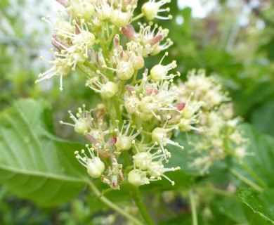 Acer tataricum