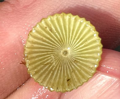 Acetabularia crenulata