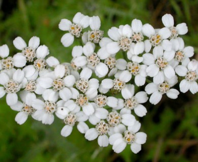 Achillea millefolium