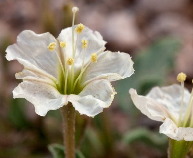 Acleisanthes diffusa