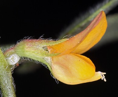 Acmispon brachycarpus