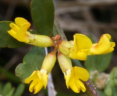 Acmispon glaber