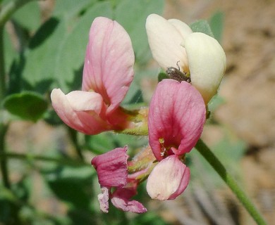 Acmispon grandiflorus