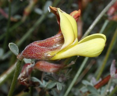 Acmispon rigidus