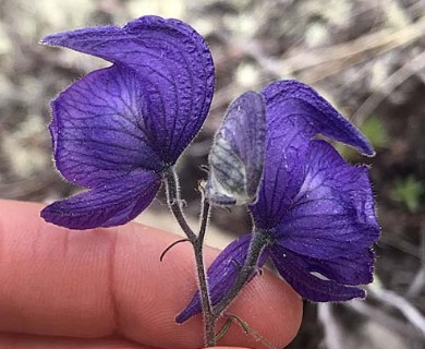 Aconitum delphiniifolium