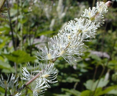 Actaea elata