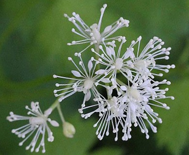 Actaea rubra