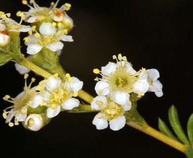 Adenostoma fasciculatum