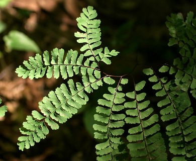 Adiantum pedatum