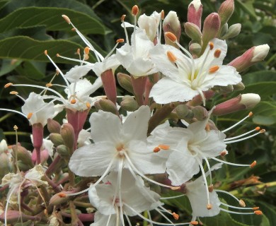 Aesculus californica