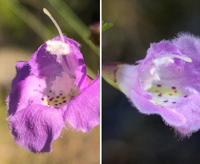 Agalinis edwardsiana