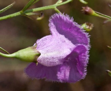 Agalinis homalantha