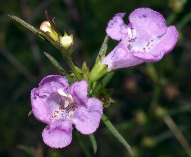 Agalinis purpurea