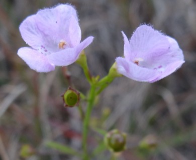 Agalinis skinneriana