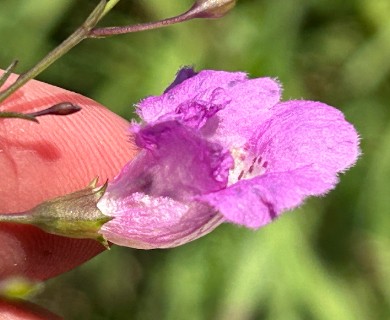 Agalinis strictifolia