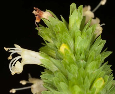 Agastache nepetoides