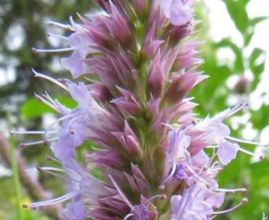 Agastache scrophulariifolia