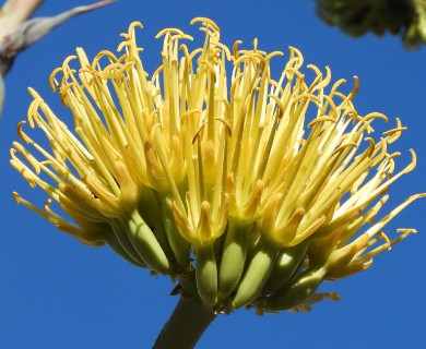 Agave simplex