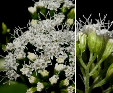 Ageratina altissima