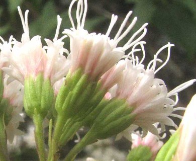 Ageratina havanensis